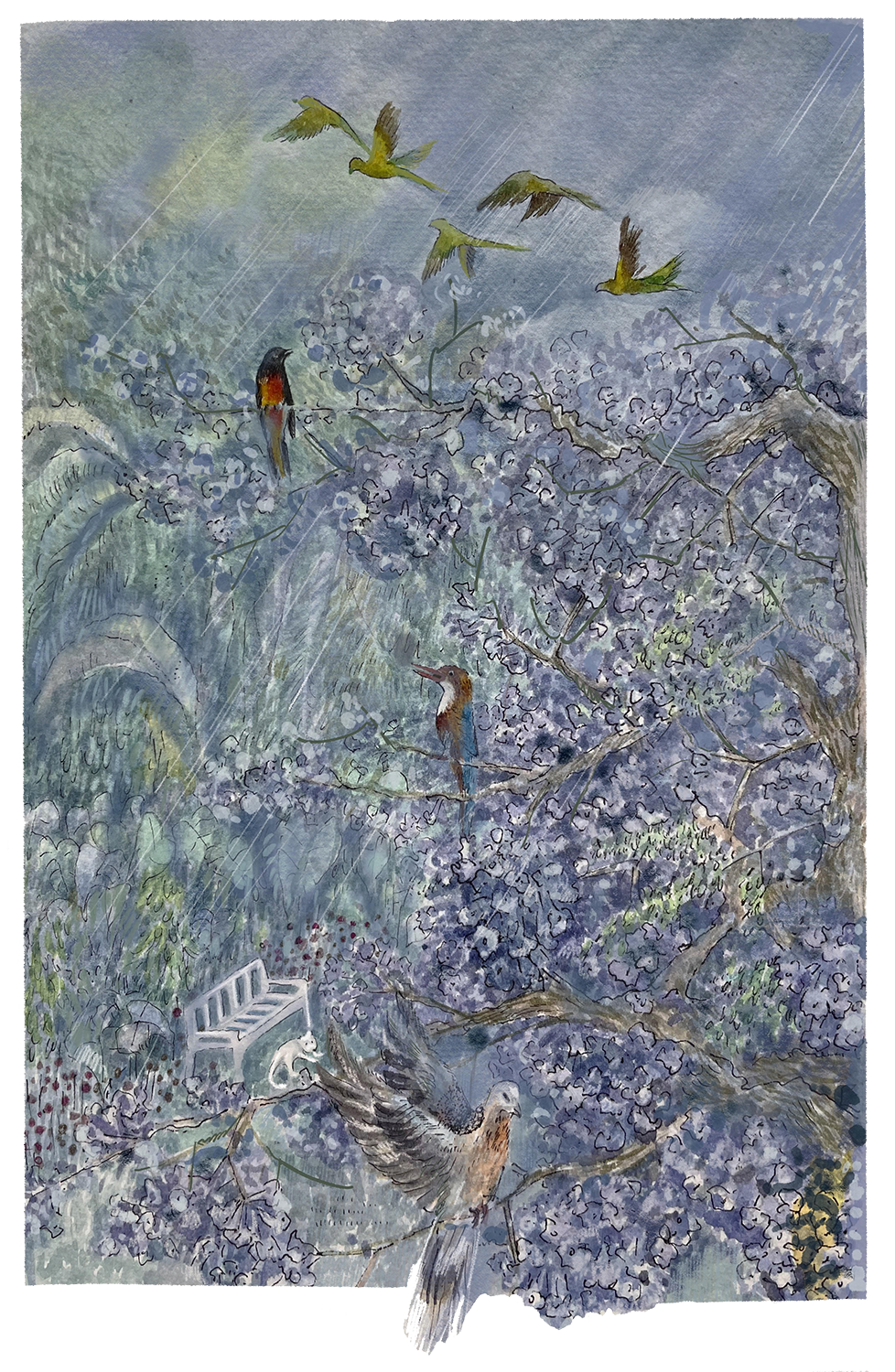 birds illustration