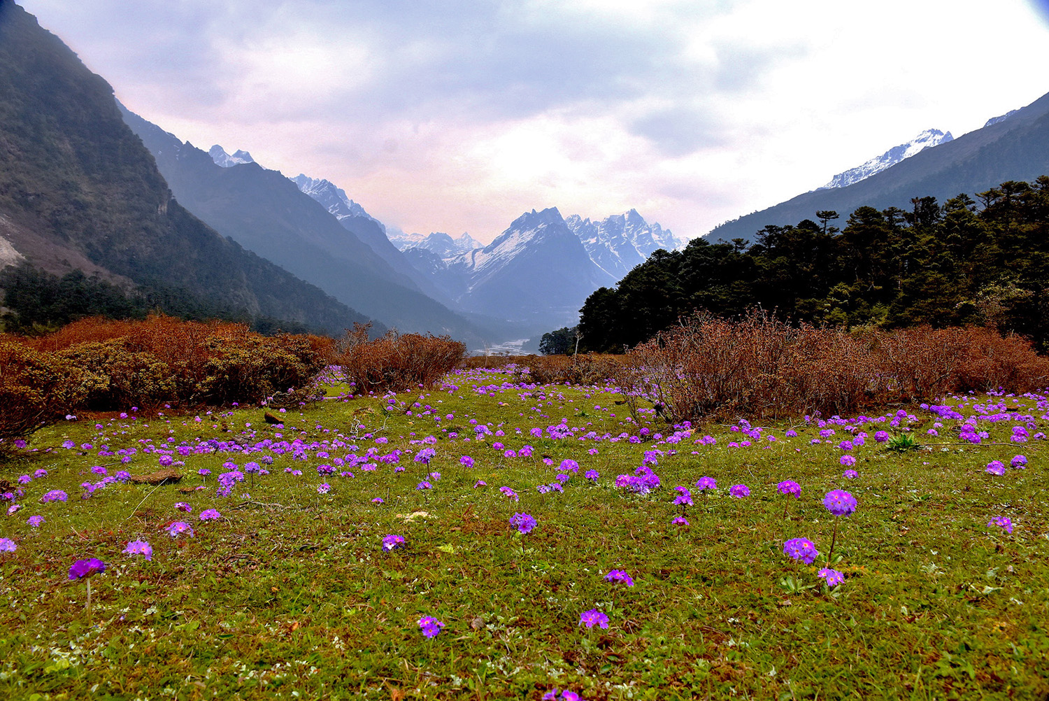 Wildflowers, Rivers, and Mountains—Navigating Time and Kinship